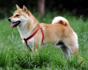 750px-Shiba_Inu-300x240 Shiba Inu (SHIB) Nedir?