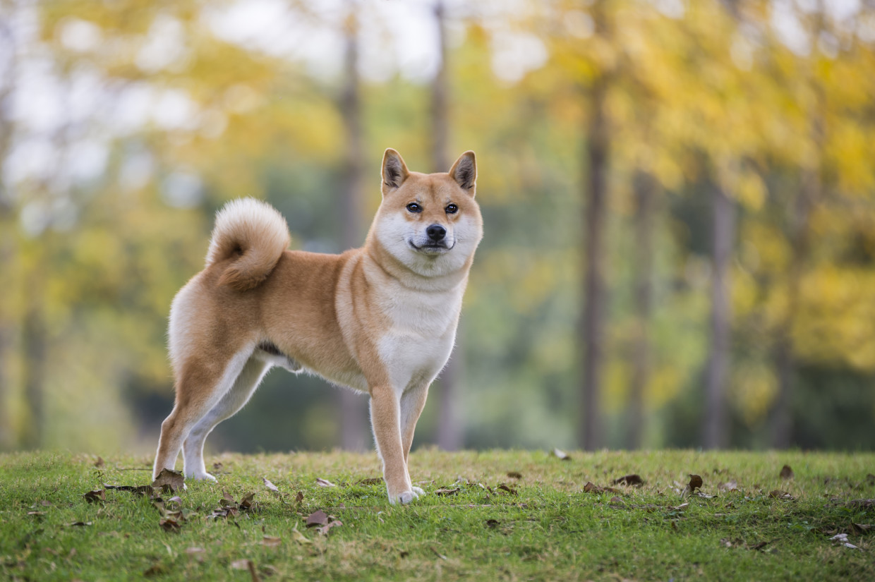 Shiba Inu (SHIB) Nedir?